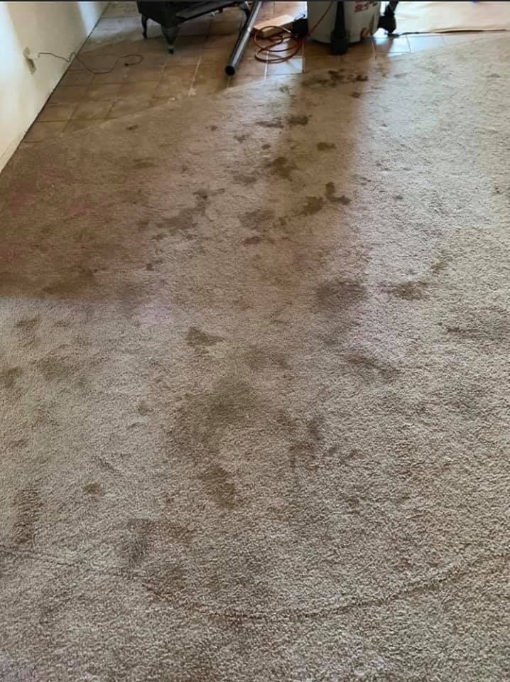 Pet urine and stain removal￼